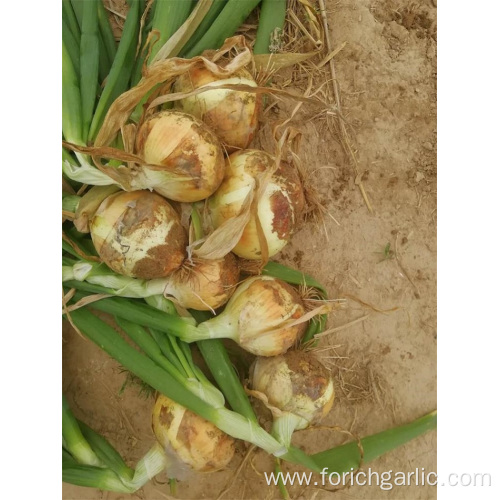 Sizes 5.0-7.0cm New Crop Yellow Onion